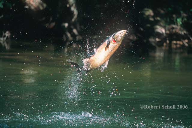 Jumping Salmon Photograph