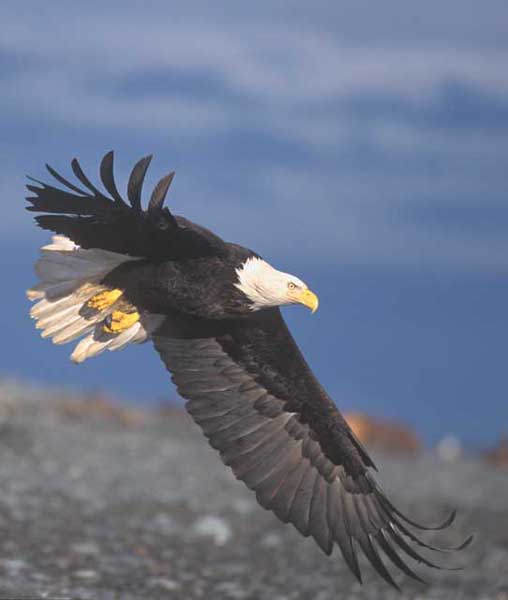 American Bald Eagle