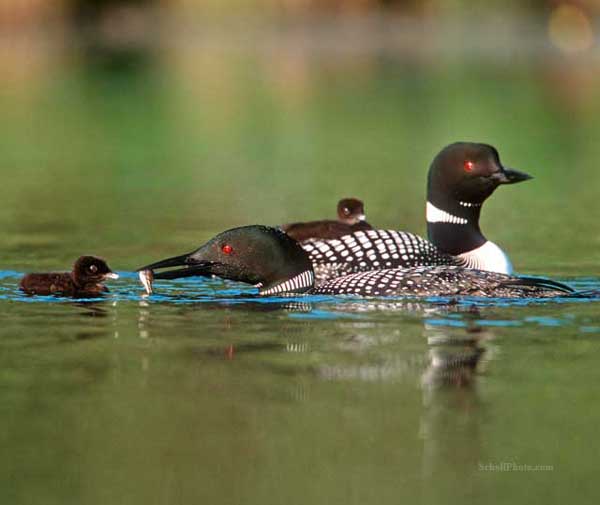 Common Loon Family