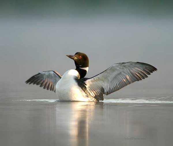 Great Northern Diver - Common Loon Wingflap