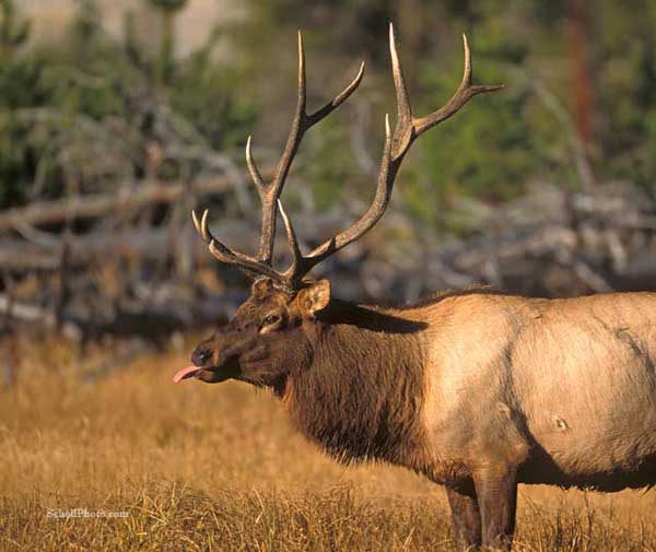 Bull Elk 