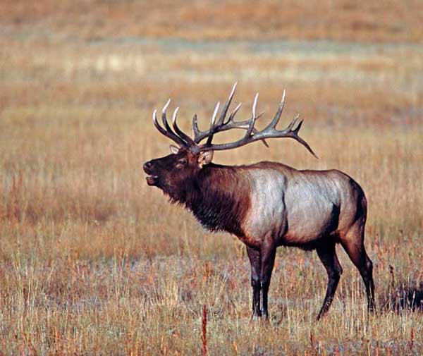 Bull Elk 