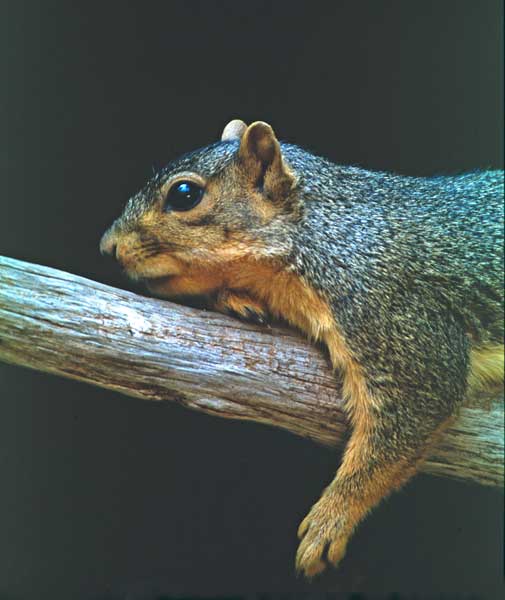 Eastern Fox Squirrel