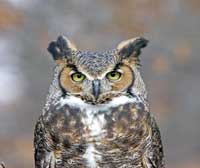 Great Horned Owl