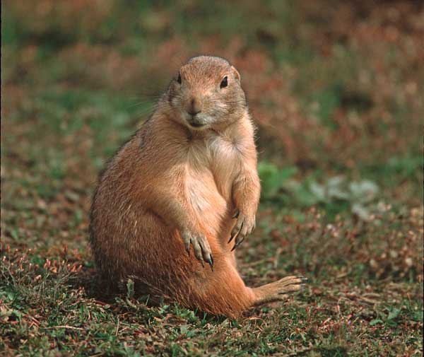 Prairie Dog