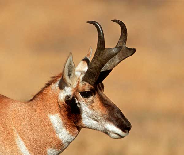 Pronghorn Antelope