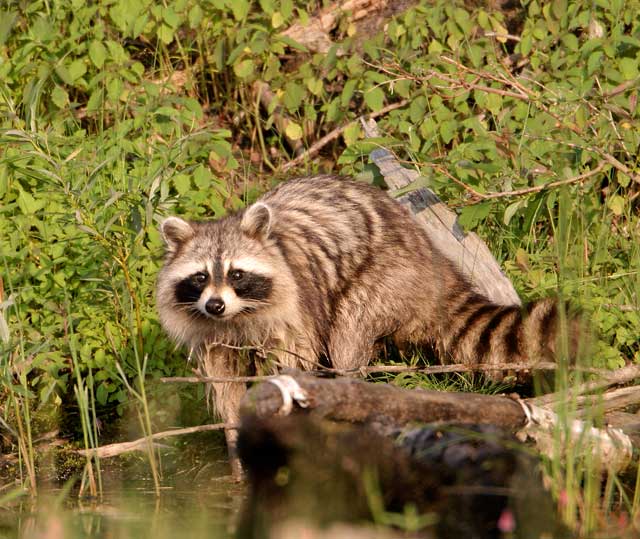 Foraging Raccoon