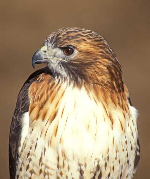 Red Tailed Hawk