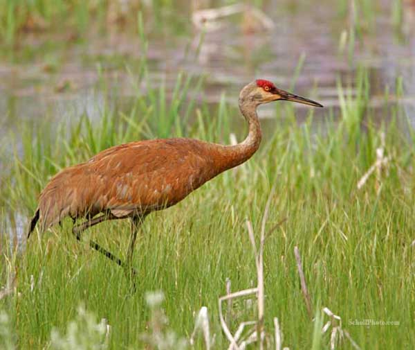 Sandhill Crane