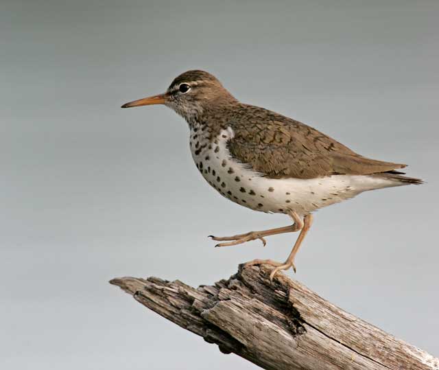 Sandpiper