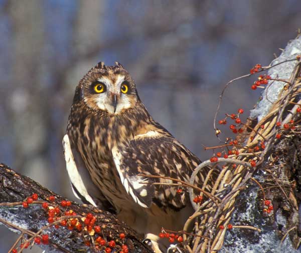 Short Eared Owl