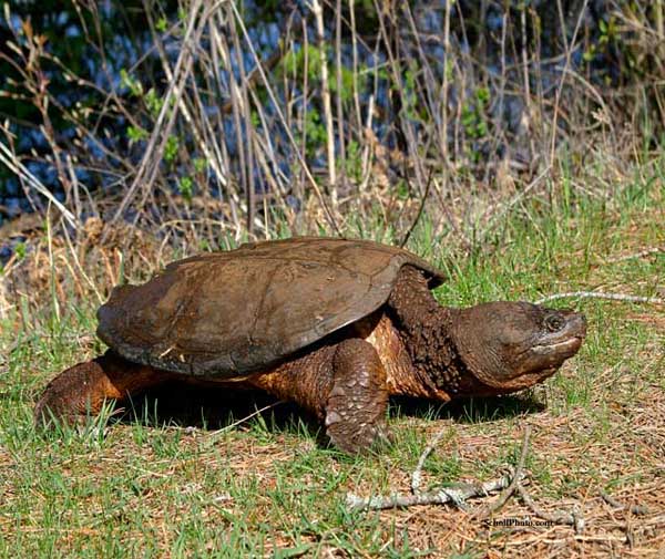 Snapping Turtle