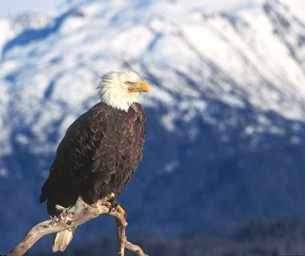 Bald Eagle Note Card