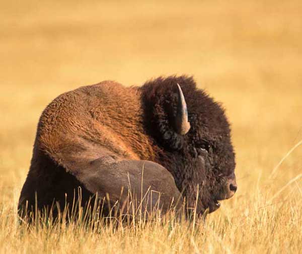 Bison Buffalo Note Card