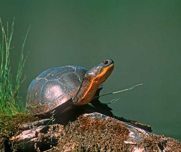 Blandings Blanding's Turtle Note Card