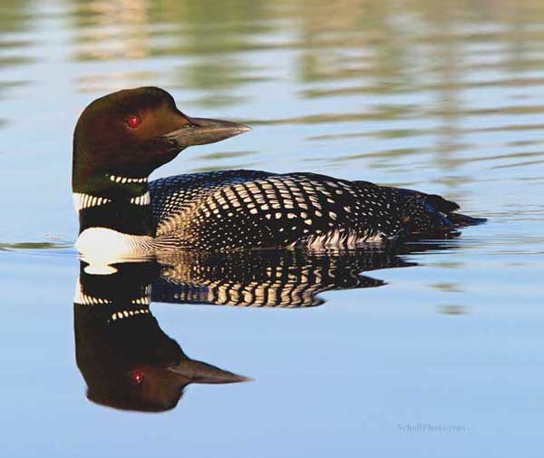 Common Loon Note Card 1