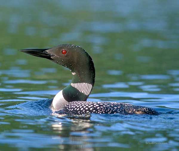 Common Loon Note Card 2