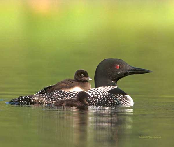 Common Loon Note Card 4