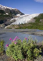 Exit Glacier Note Card