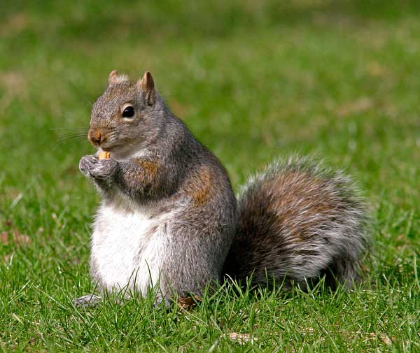 Grey Squirrel Note Card