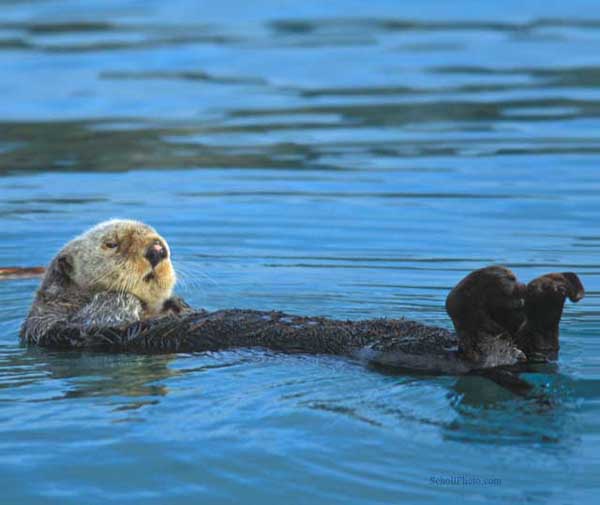 Northern Sea Otter Note Card
