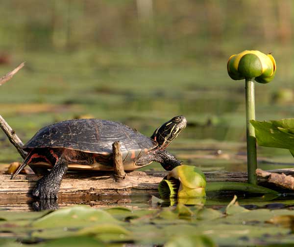 Painted Turtle Note Card