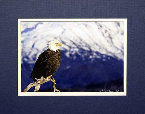 Bald Eagle Matted Print