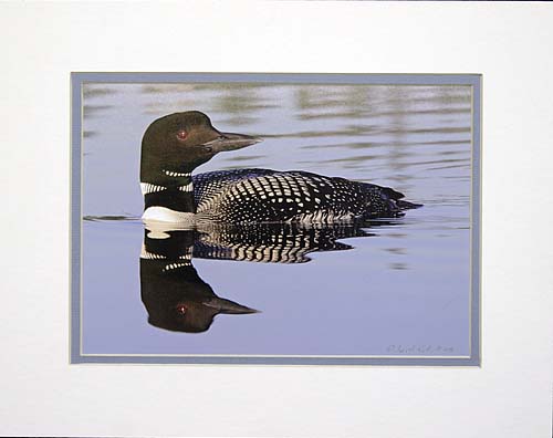 Common Loon Print