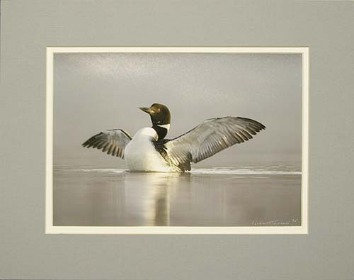 Common Loon Wing Flap Print